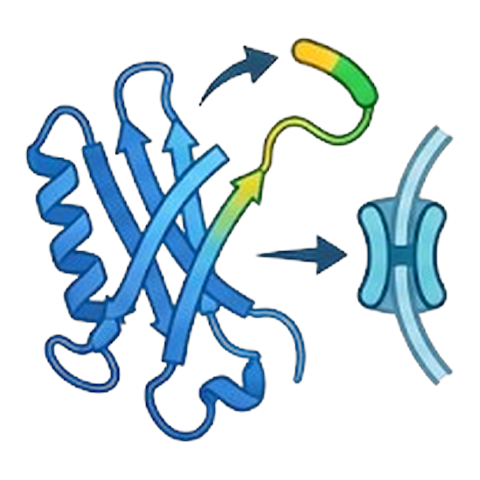Signal Peptide
